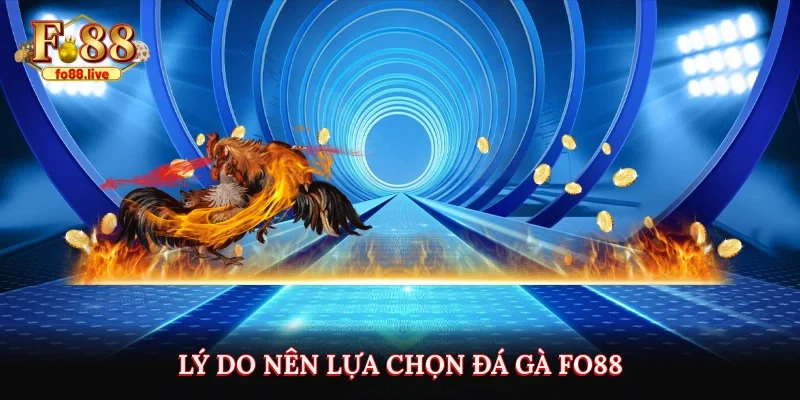 Lý do nên lựa chọn đá gà Fo88